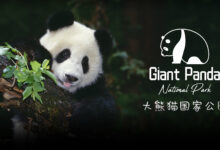 NIO GIant Panda